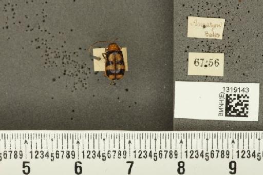 Diabrotica illigeri Baly, 1889 - BMNHE_1319143_17847