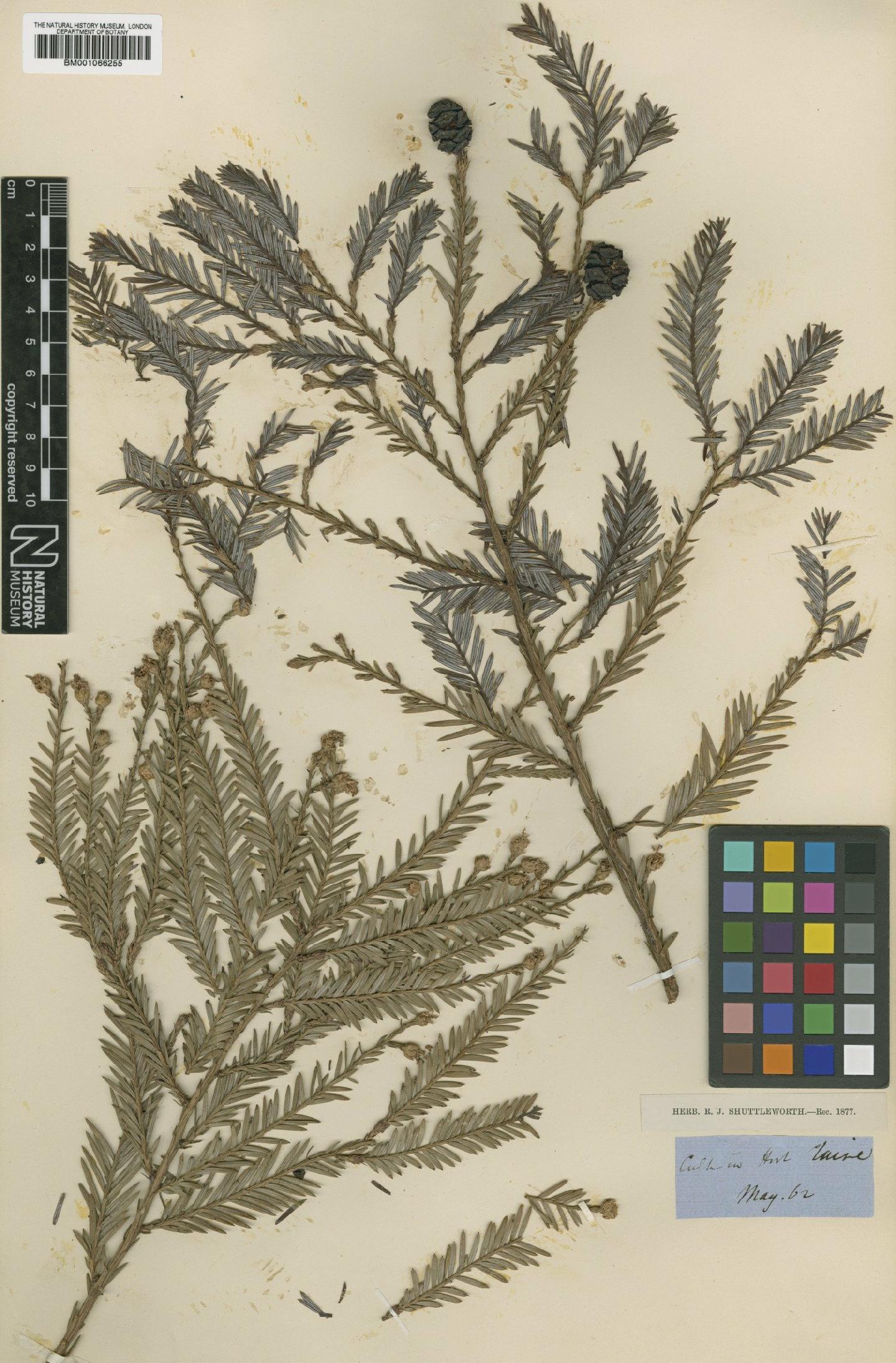To NHMUK collection (Sequoia sempervirens (D.Don) Endl.; TYPE; NHMUK:ecatalogue:2201175)