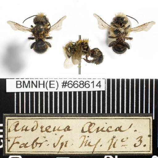 Andrena aenea (Linnaeus, 1761) - Andrena_aenea-BMNH(E)#668614-habiti