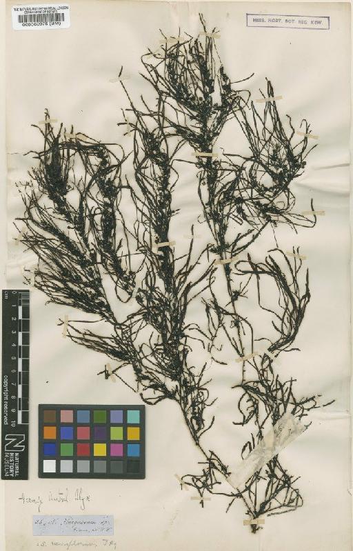 Sargassum neurophorum J.Agardh - BM000562975