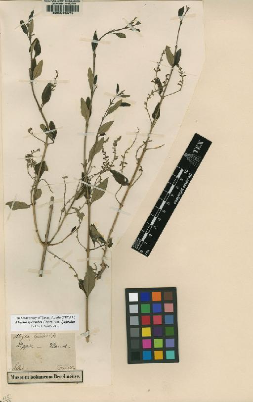 Aloysia lycioides var. lycioides Cham. - BM000643740
