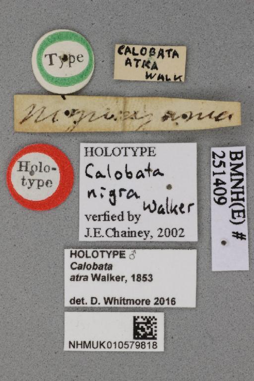 Calobata atra Walker, 1853 - Calobata atra NHMUK 010579818 holotype male labels 2