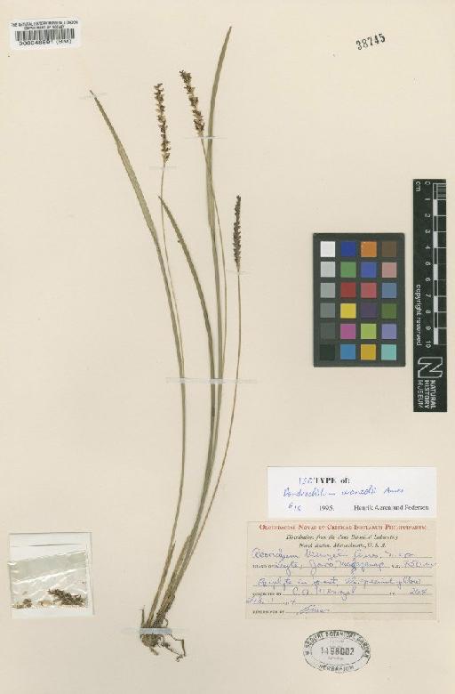 Dendrochilum wenzelii Ames - BM000048891