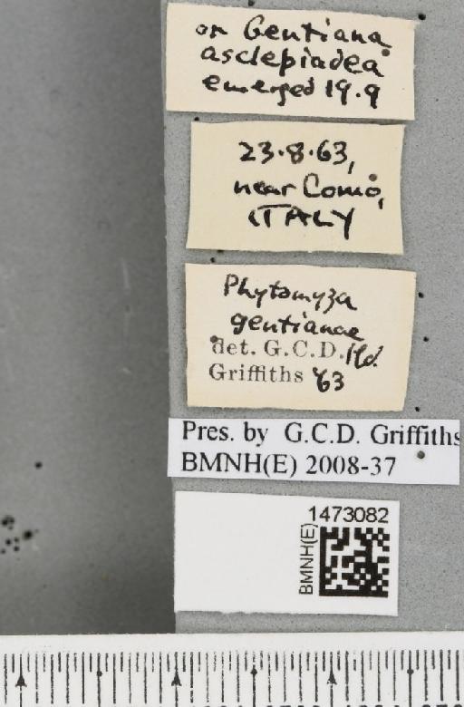 Chromatomyia gentianae (Hendel, 1920) - BMNHE_1473082_label_48356