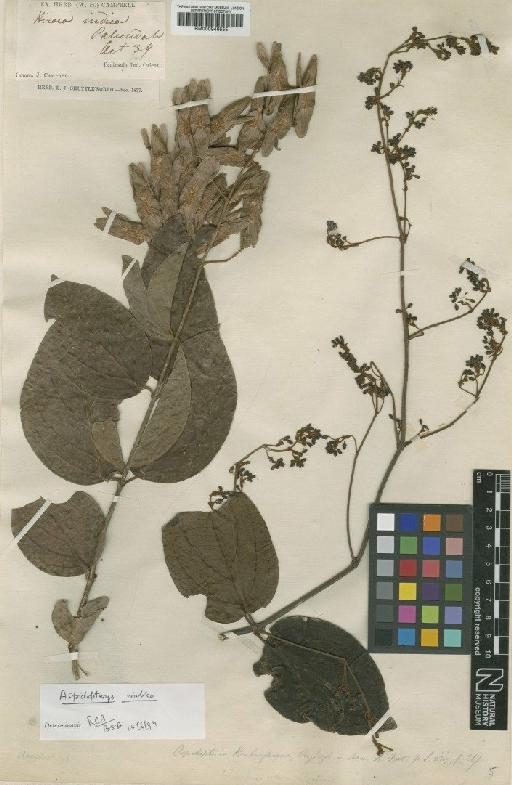 Aspidopterys indica (Willd.) W.Theob. - BM000946555