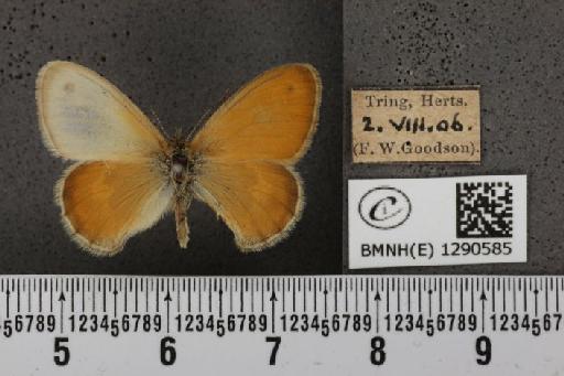 Coenonympha pamphilus (Linnaeus, 1758) - BMNHE_1290585_126130