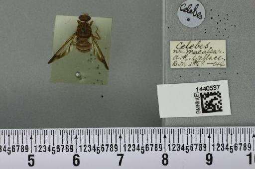 Bactrocera (Javadacus) emittens (Walker, 1860) - BMNHE_1440537_a_35719