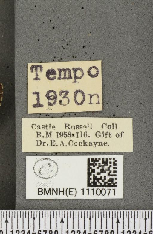 Euphydryas aurinia f. hibernica Birchall, 1873 - BMNHE_1110071_label_51767