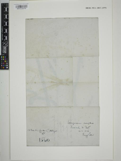 Sparganium emersum Rehmann - BM012556708_packet