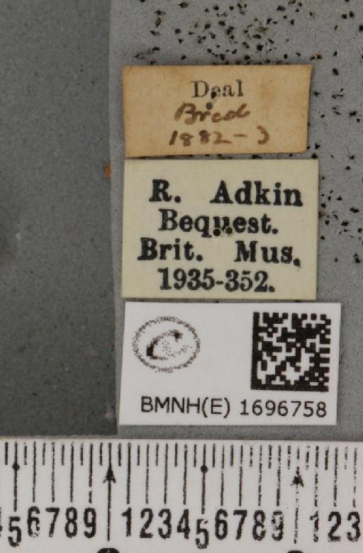 Nola aerugula (Hübner, 1793) - BMNHE_1696758_label_292905