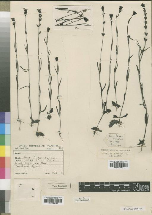 Buchnera pusilliflora Moore - BM000930650