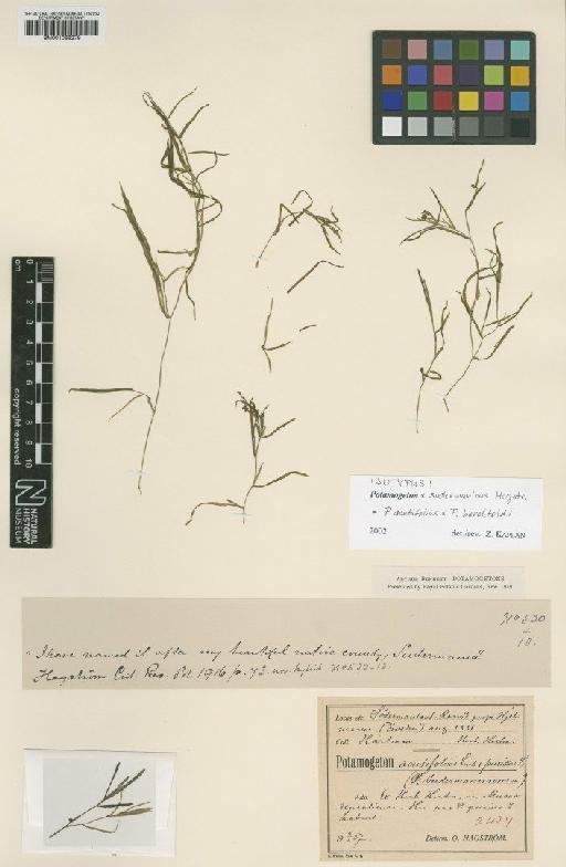 Potamogeton × sudermanicus Hagstr. - BM001066279