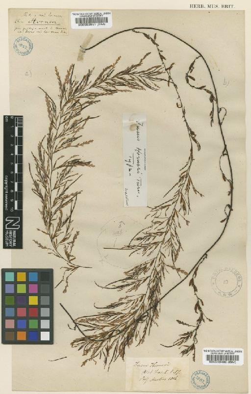 Sargassum horneri (Turner) C.Agardh - BM000519480