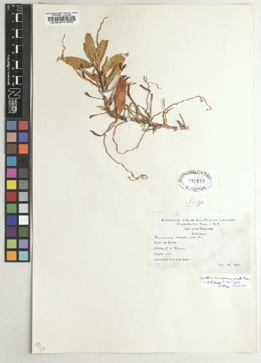 Thrixspermum wenzelii Ames - BM000534674