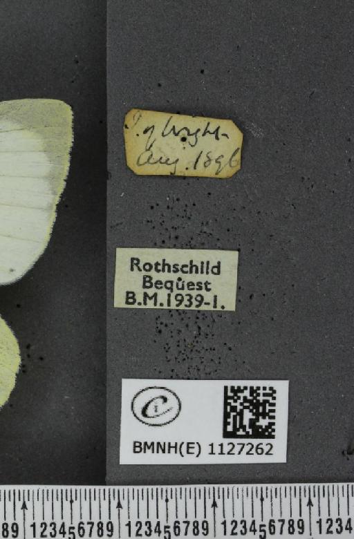 Pieris brassicae ab. pallida Graham-Smith & Graham-Smith, 1930 - BMNHE_1127262_label_84428