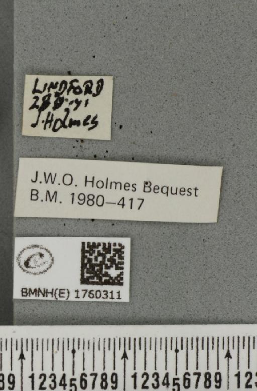 Eulithis testata (Linnaeus, 1761) - BMNHE_1760311_label_343049