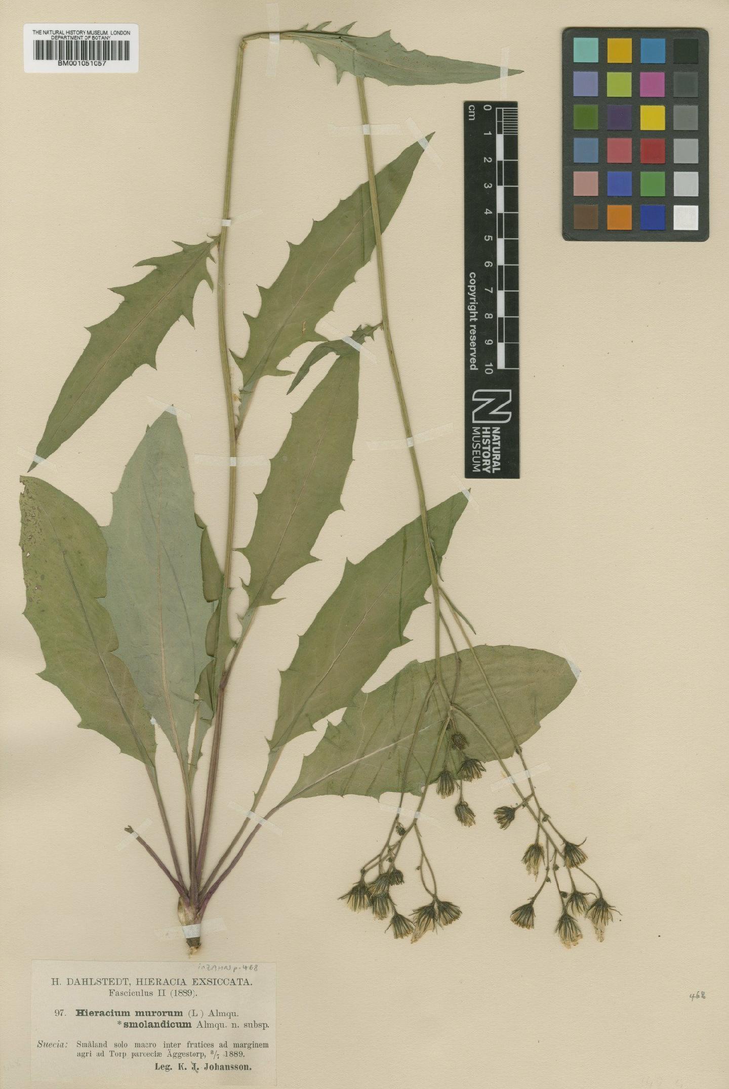 To NHMUK collection (Hieracium smolandicum (Almq.) Zahn; TYPE; NHMUK:ecatalogue:2420865)