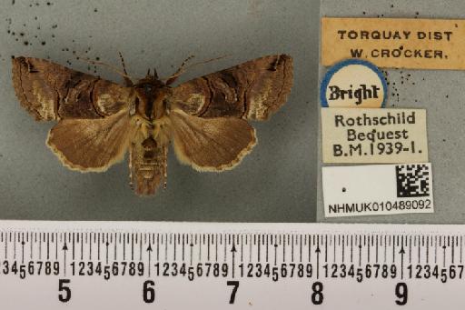 Abrostola tripartita ab. plumbea Cockayne, 1947 - NHMUK_010489092_551982