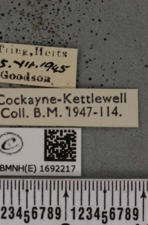 Nola cucullatella (Linnaeus, 1758) - BMNHE_1692217_label_291765