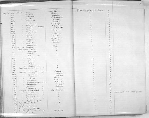 Murella mingardi subterclass Tectipleura Kobelt, 1904 - Zoology Accessions Register: Mollusca: 1906 - 1911: page 26