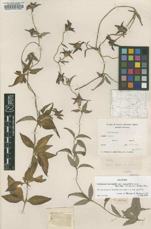 Codonopsis rotundifolia var. angustifolia Nannf. - BM000070746