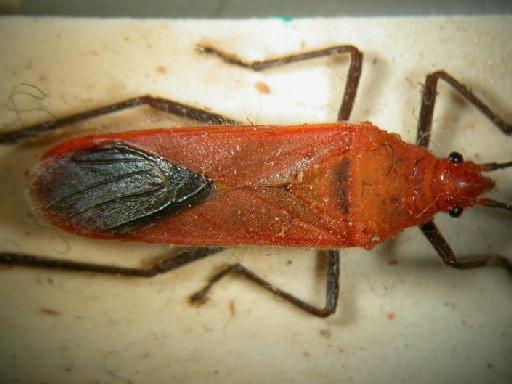 Thunbergia sanguinarius Stål - Hemiptera: Thunbergia San