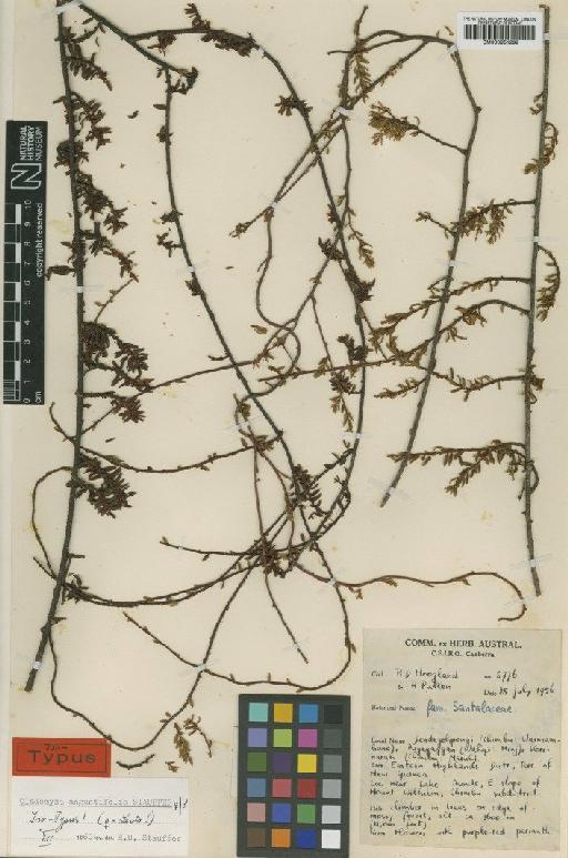 Cladomyza angustifolia Stauffer - BM000951299