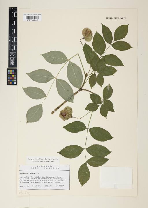 Staphylea pinnata L. - 014629251