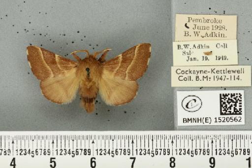 Malacosoma neustria ab. cervina-virgata Tutt, 1900 - BMNHE_1520562_190329