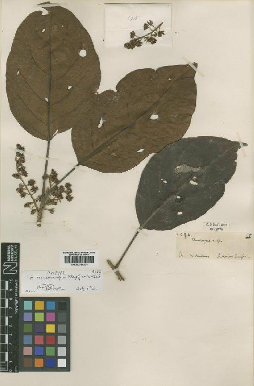 Elaeocarpus acmocarpus Stapf ex Weibel - BM000795204