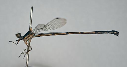 Elattoneura tetrica (Laidlaw, 1917) - BMNHE_1201786-Elattoneura_tetrica-specimen-lateral_habitus