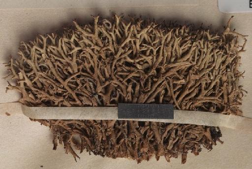Cladonia uncialis (L.) Wigg - BM000746801_a