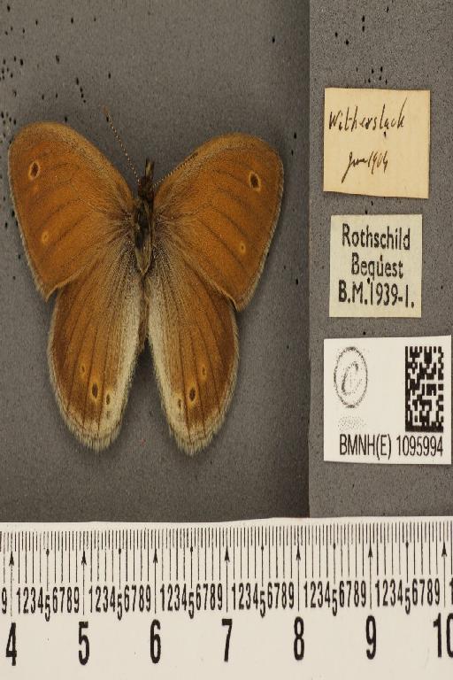 Coenonympha tullia davus ab. castanea Verity, 1953 - BMNHE_1095994_6807