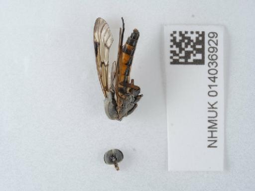 Rhagio scolopaceus (Linnaeus, 1758) - 014036929_1