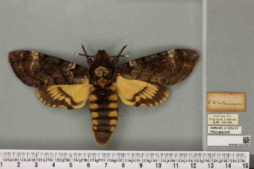 Acherontia atropos (Linnaeus, 1758) - NHMUK_010475841_a_527303