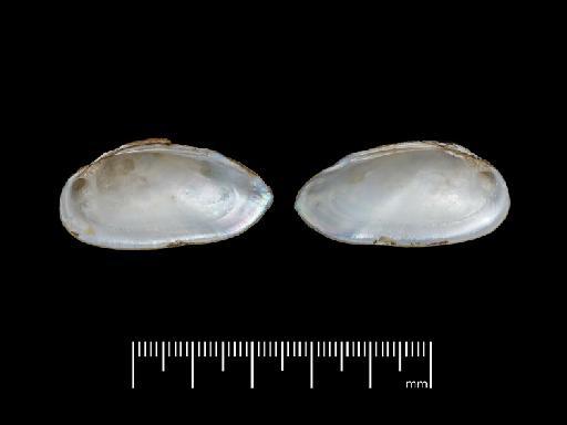 Unio pellislacerti subterclass Palaeoheterodonta Morelet, 1865 - 1893.2.4.1966-1968, SYNTYPES, Unio pellislacerti Morelet, 1865