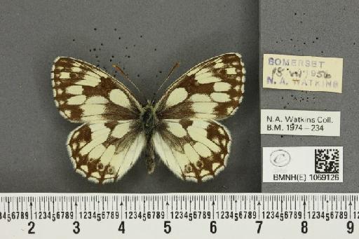 Melanargia galathea serena Verity, 1913 - BMNHE_1069126_34965