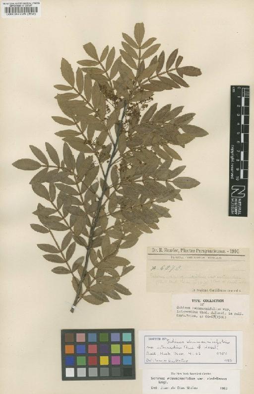 Schinus weinmanniifolia var. dubius F.A.Barkley - BM000087225