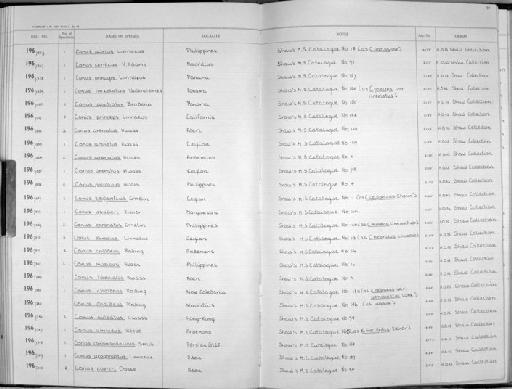 Conus cernicus H. Adams, 1869 - Zoology Accessions Register: Mollusca: 1962 - 1969: page 181