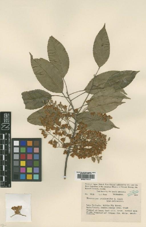 Elaeocarpus culminicola Warb. - BM000795231