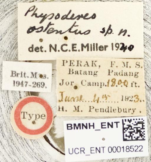 Physoderes ostenta Miller, N.C.E., 1941 - Physoderes ostenta-BMNH(E)1706232-Holotype female labels UCR_ENT 00018522