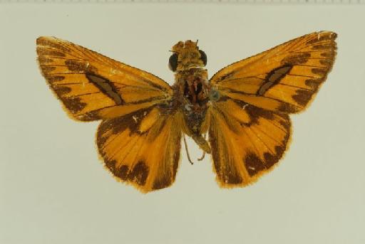 Telicota ancilla baudina Evans, 1949 - Telicota baudina Evans 1949 HT male BMNH(E) #982813 dorsal