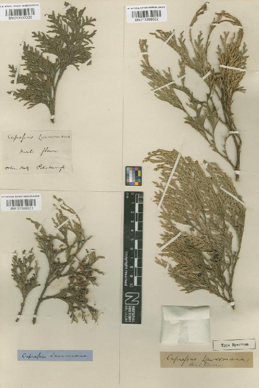 Chamaecyparis lawsoniana (A.Murray bis) Parl. - BM013399020