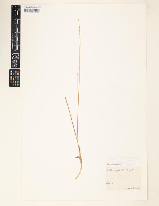 Agropyron lolioides (Kar. & Kir.) P.Candargy - 000094014