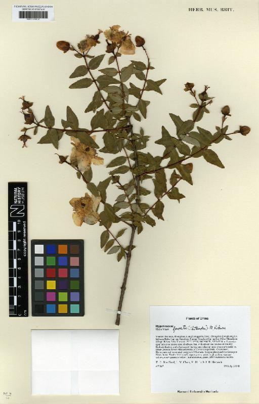 Hypericum forrestii (Chitt.) N.Robson - BM001209028