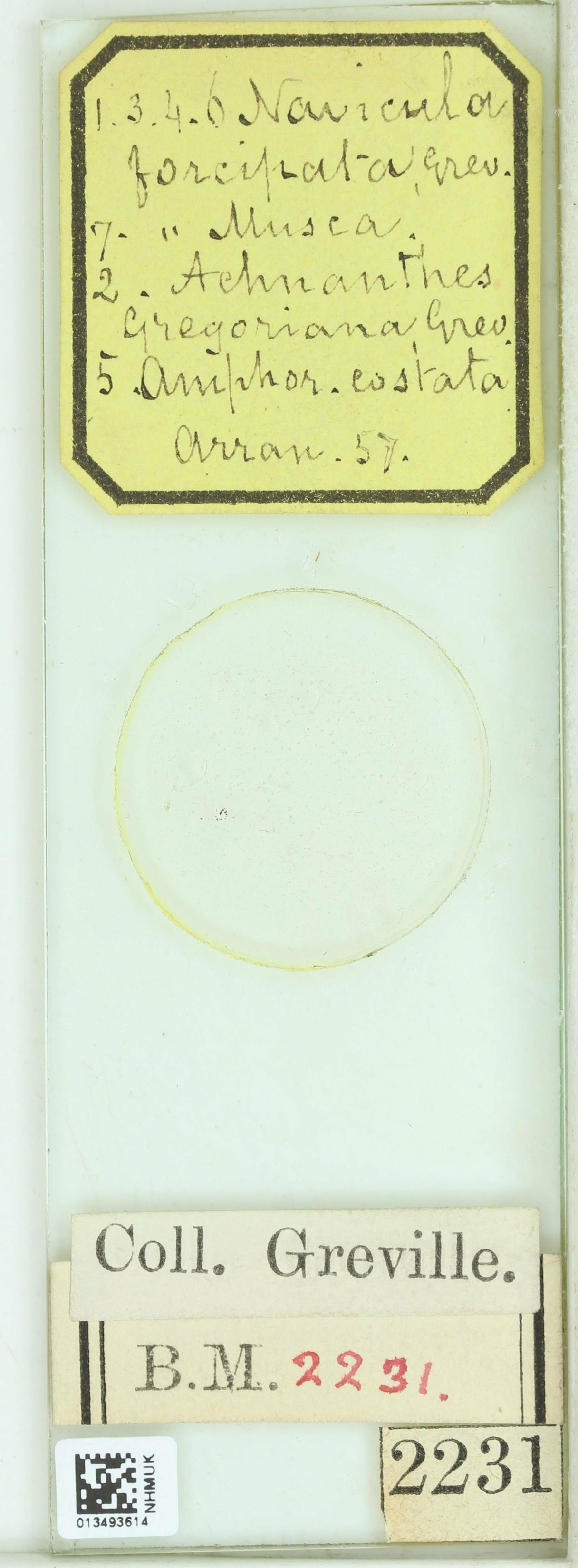 To NHMUK collection (Achnanthes gregoriana Grev.; LECTOTYPE; NHMUK:ecatalogue:4736291)