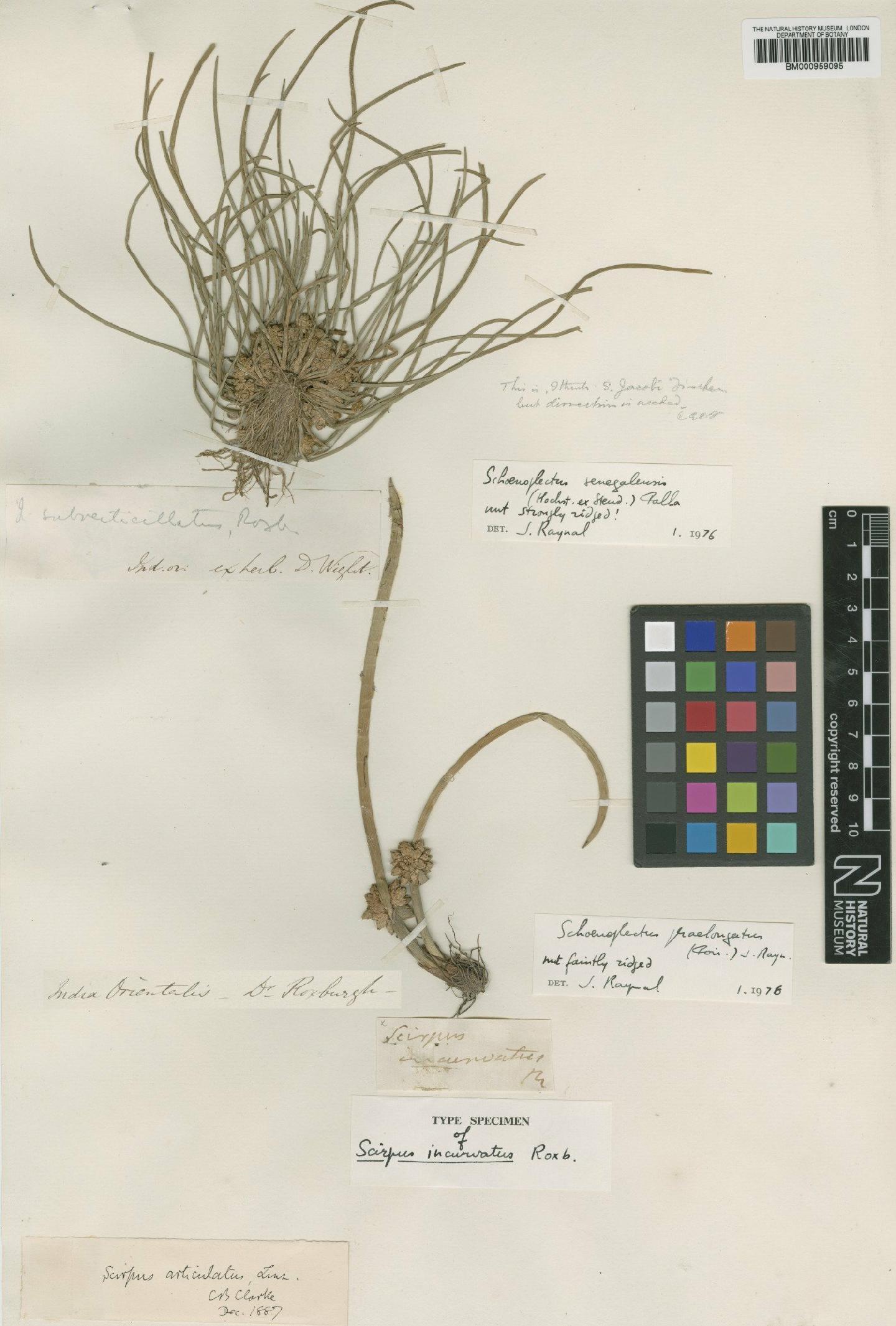 To the Natural History Museum, London (Scirpus articulatus L. BM000959095 type 1)