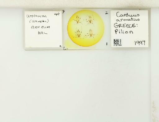 Uroleucon (Uromelan) aeneum Hille Ris Lambers, 1939 - 015271696_112823_1096657_157888_NoStatus