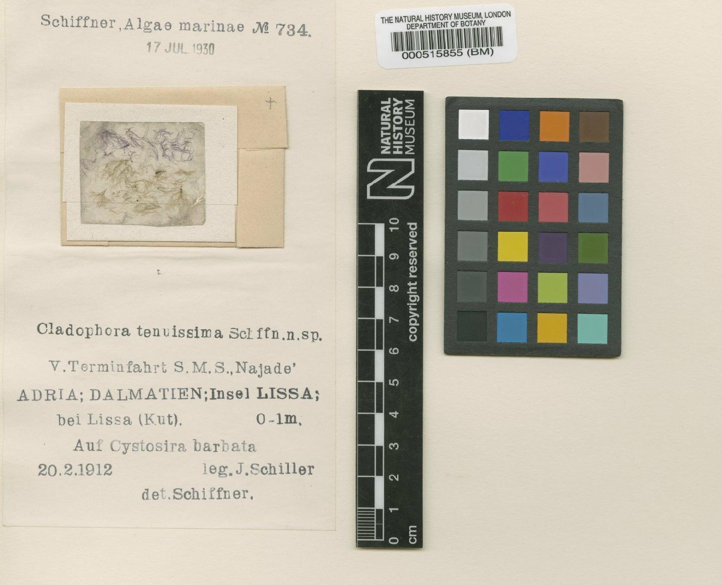 To NHMUK collection (Cladophora tenuissima Schiffn.; Type; NHMUK:ecatalogue:4829556)