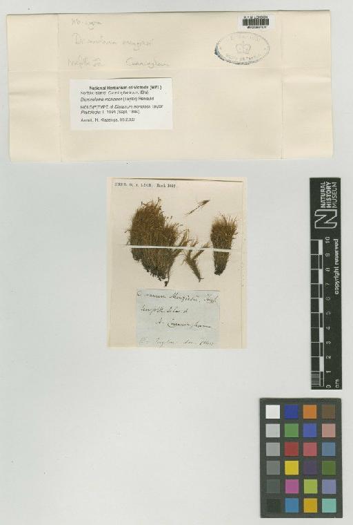 Dicranoloma menziesii (Hook.f. & Wilson) Paris - BM000667838